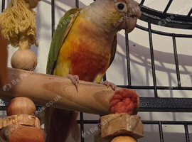 Baby conures
