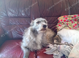 Irish wolfhound cross lurcher