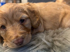 Stunning Litter of Cockapoo Puppies available
