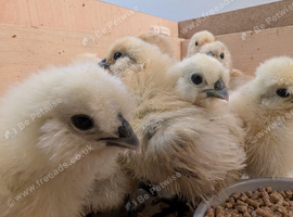 Pure White Silkie Chicks