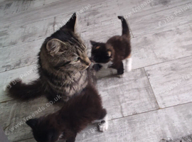 Maincoon/ragdoll gorgous kittens READY NOW