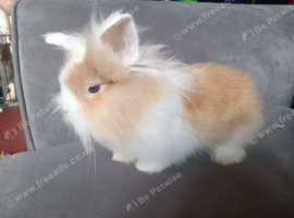 Baby lionhead bucks ready now