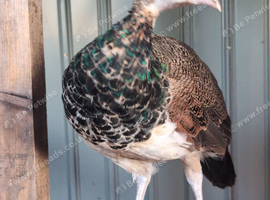 White and burford bronze male peacock pair