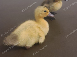 ☆ Mixed unsexed Ducklings for sale☆