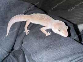 Geckos for sale