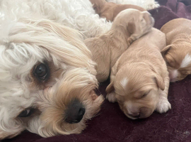 2 female 2 weeks old cute Cavapoos for rehoming to a lovley kind Home