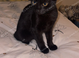 Female 8 month old girl