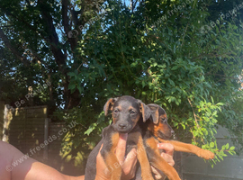 Black and tan Lakeland patterdale terrier puppies