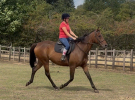 Thoroughbred gelding
