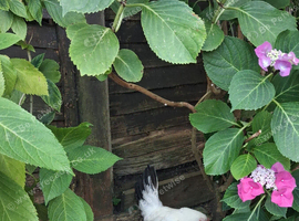 Blacktail jap pullet