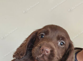 Working cocker spaniels