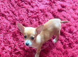 Kevin Adorable pup great with cats