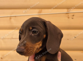 Mini dachshund pups ready now