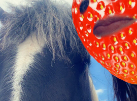 looking for a bomb proof pony to buy