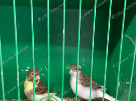 Pair of young Fife canaries
