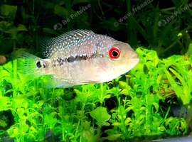 Flowerhorn Cichlid