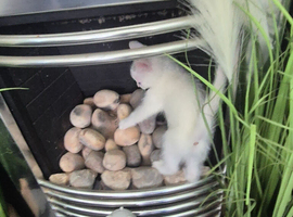 Kittens ready to go