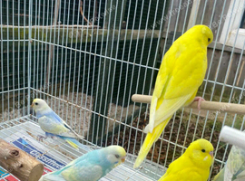 Baby rainbows and pied budgies