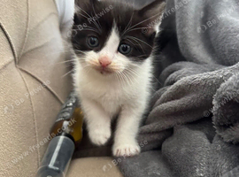 Three kittens, 8 weeks old, ready to go to their new homes.