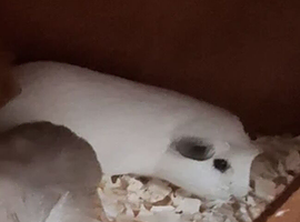 White guinea pig.