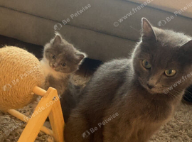 Kitten for sale