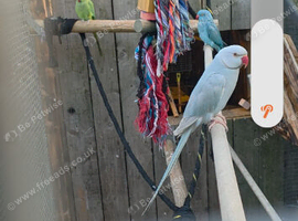 4 ringnecks  2 cocks 2 hens  &pound;800 for all