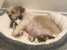 Shihtzu