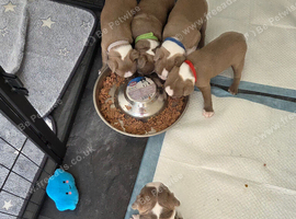 8th Generation KC Reg Boston Terrier Puppies