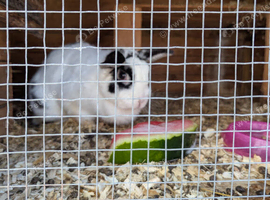 Rescued rabbits mixed ages and sexes