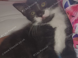 2 beautiful kittens needing homes