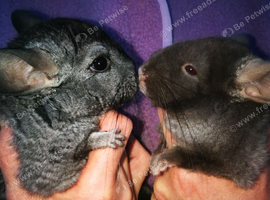 Chinchilla young male for sale in Southwest London, Middlesex