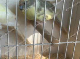 Female kakariki