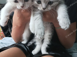 Kittens