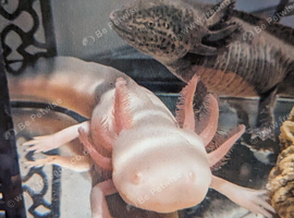Wild&albino
