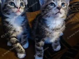 4 beautiful tabby kittens
