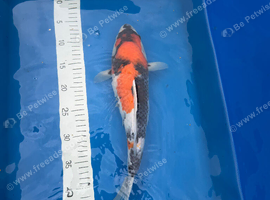 Koi for sale