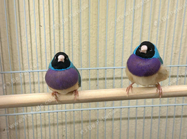 3 breeding pairs and a female