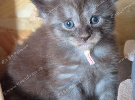 Maine Coon Kittens