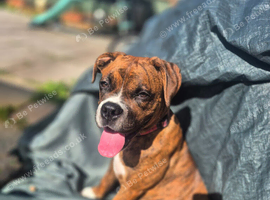 5 months old