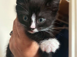 6 week old Female black and white kitten
