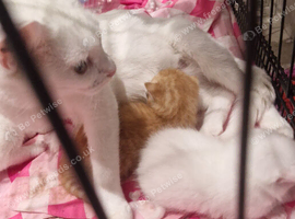 Kittens ready end of aug