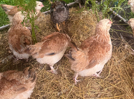 Faverell hens