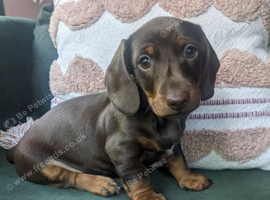 Gorgeous Chocolate Dachund boy puppy