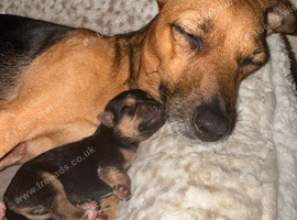 Beautiful JackChi puppies ️