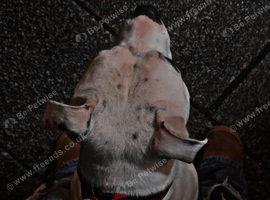4 year old male staffy cross