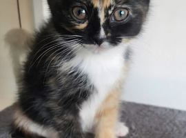 Beautiful kittens Ready for New Homes