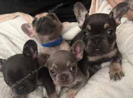 4 beautiful frenchie puppies