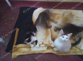 Lovely kittens