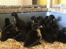 Day Old Cayuga Ducklings Available