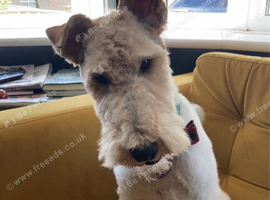 4yo Male CASTRATED Fox Terrier